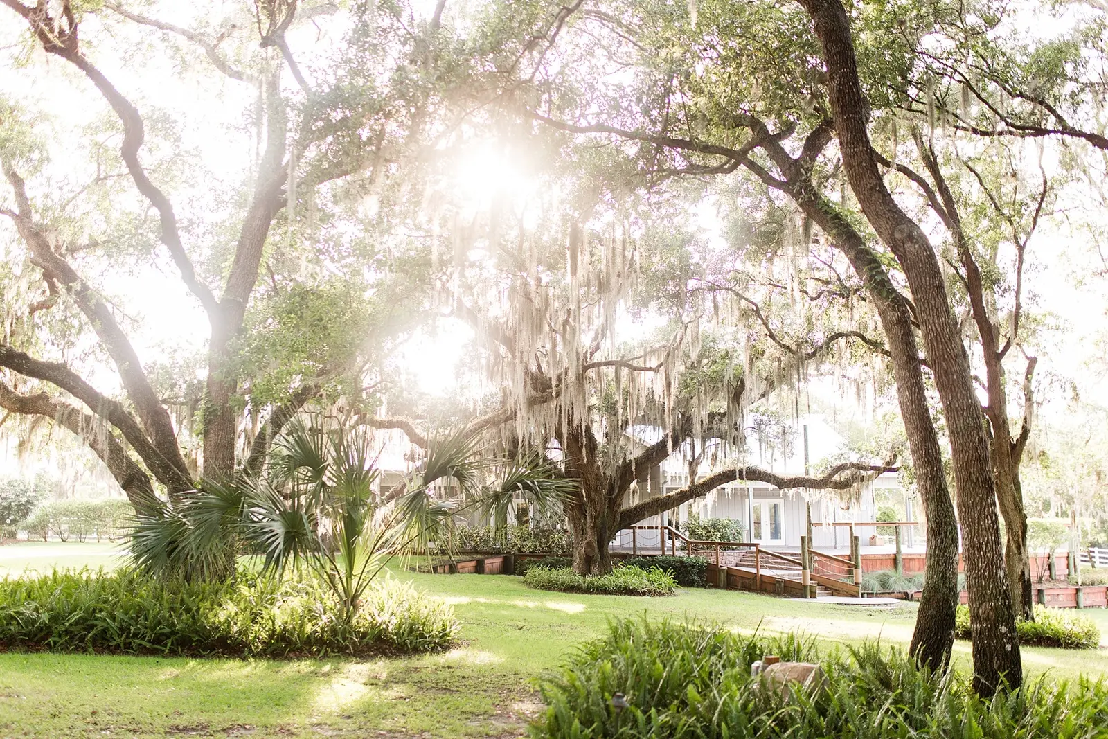 Oak trees and farmhouse on the grounds of Up the Creek Farms in Malabar